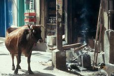 Nepal (31 von 124).jpg